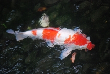 Koi